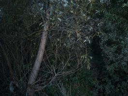 Kreidler-Birds volker kreidler fotograf photography