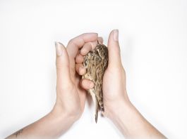 volker kreidler fotograf photography