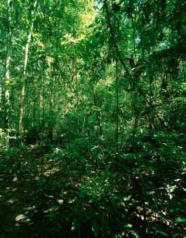 kreidler-second-nature-manaus-brazil-rainforest
