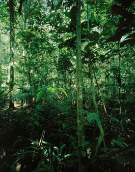 kreidler-second-nature-manaus-brazil-rainforest