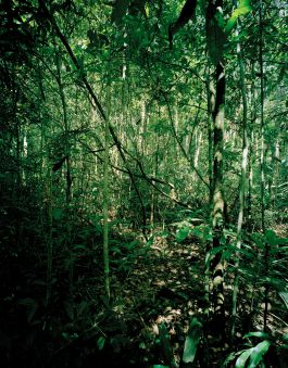 kreidler-second-nature-manaus-brazil-rainforest