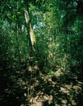 kreidler-second-nature-manaus-brazil-rainforest