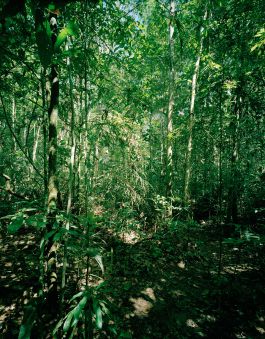 kreidler-second-nature-manaus-brazil-rainforest