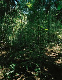 kreidler-second-nature-manaus-brazil-rainforest