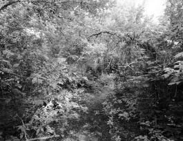 kreidler-third-landscape-chernobyl-exclusion-zone