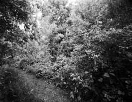 kreidler-third-landscape-chernobyl-exclusion-zone