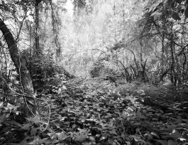 kreidler-third-landscape-chernobyl-exclusion-zone