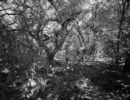 kreidler-third-landscape-chernobyl-exclusion-zone