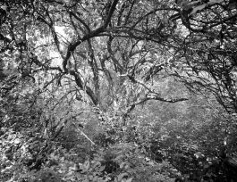 kreidler-third-landscape-chernobyl-exclusion-zone