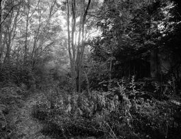 kreidler-third-landscape-chernobyl-exclusion-zone-pypjat-priyat